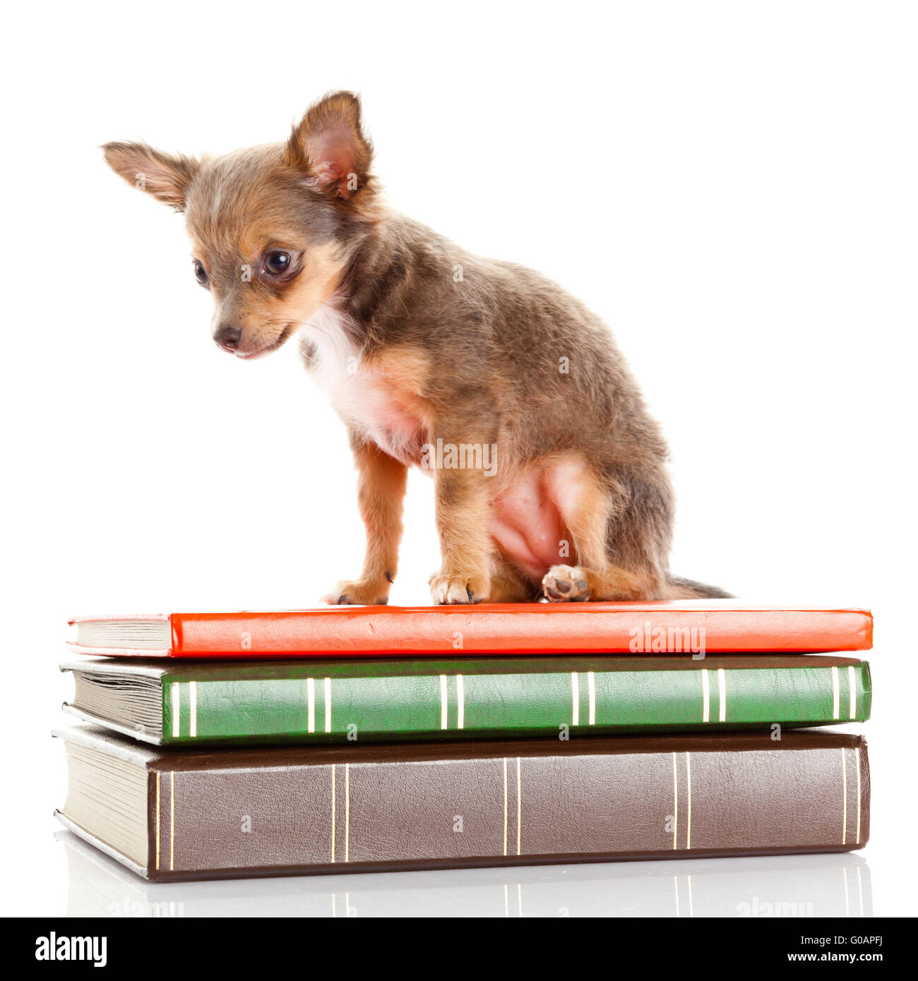 Cane su libri. Chihuahua cucciolo Foto Stock