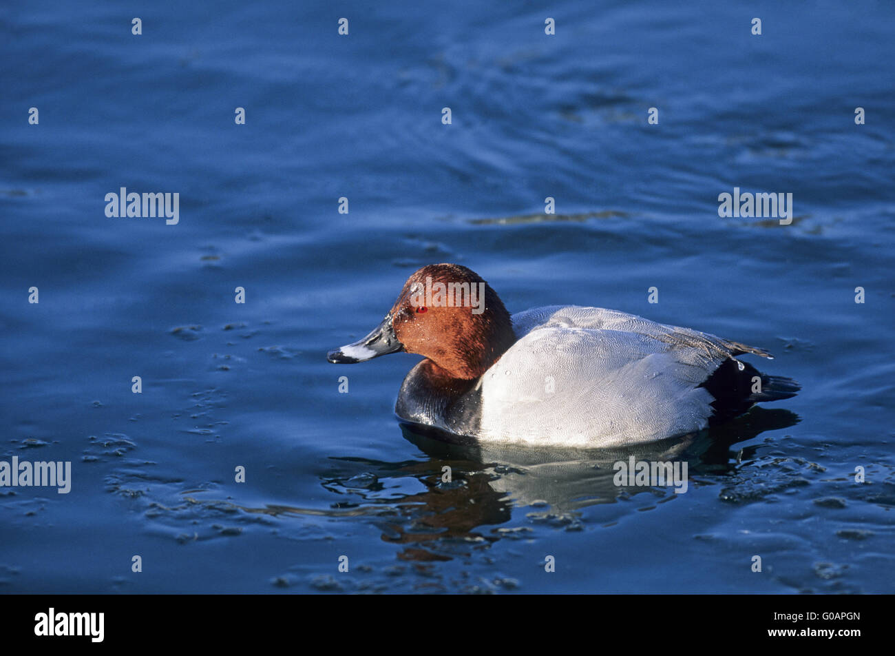 Una comune Pochard drake in estate piumaggio Foto Stock