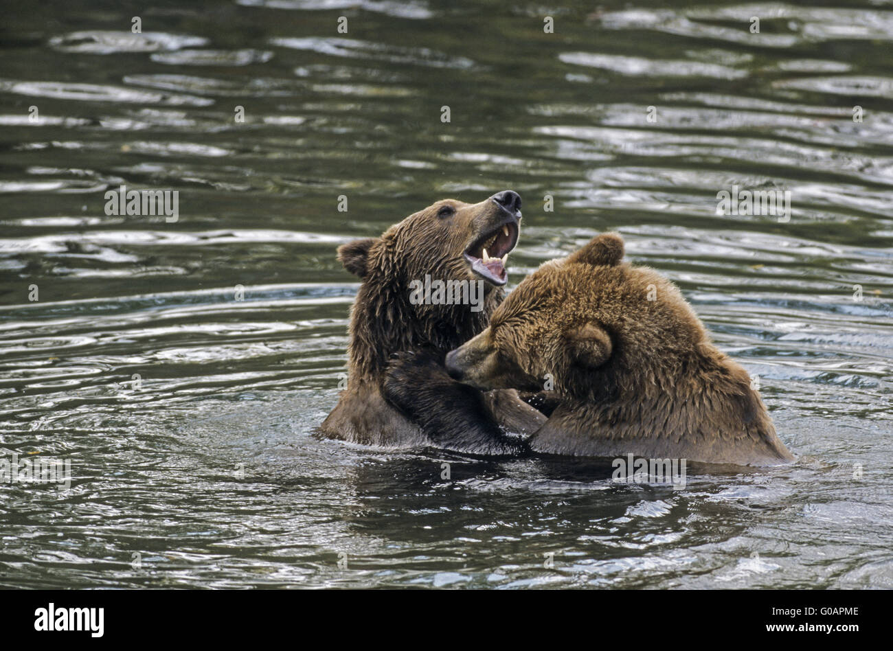 Due Orsi Grizzly scherzosamente combattimenti in acqua Foto Stock