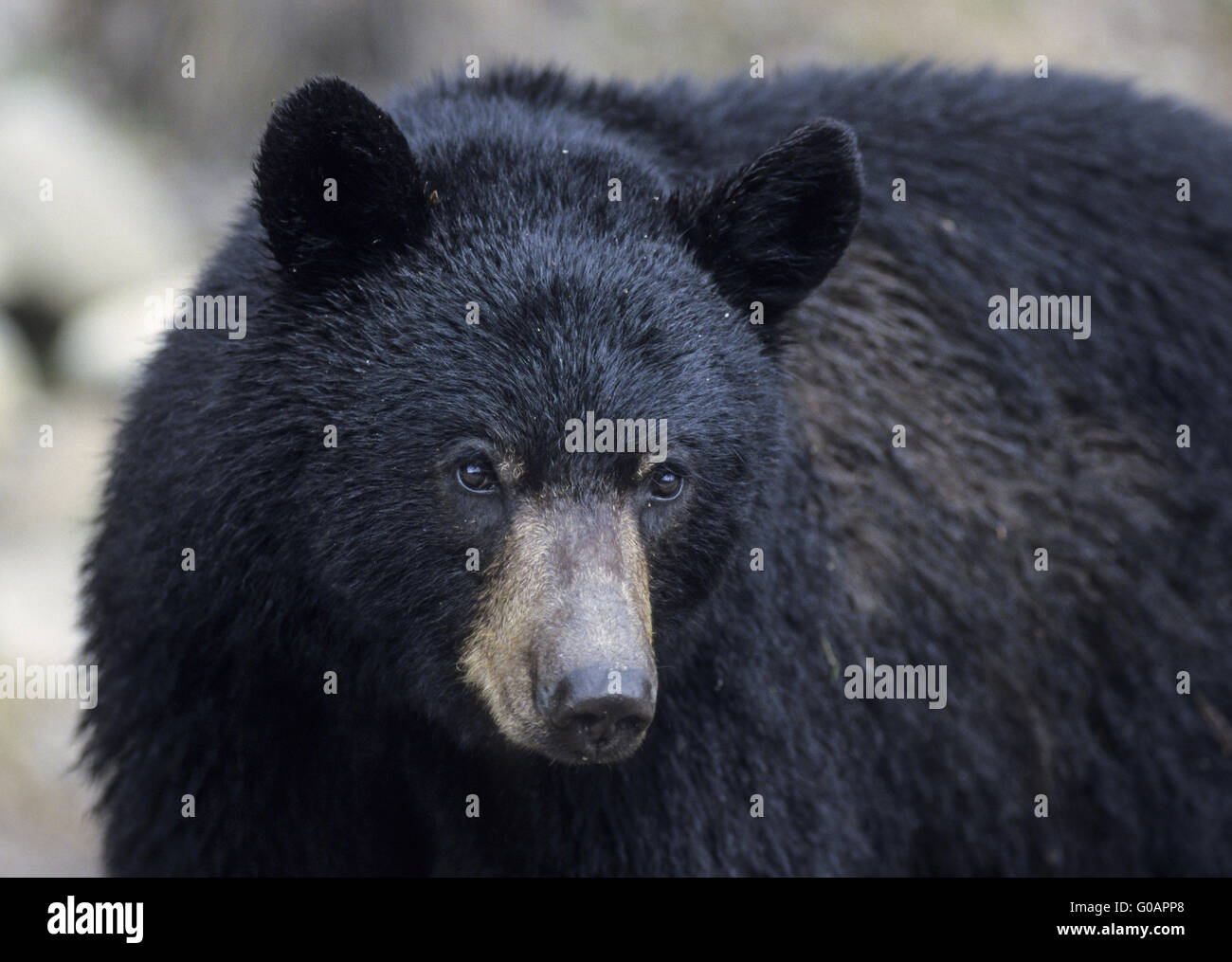 Un orso nero maschio nel ritratto Foto Stock