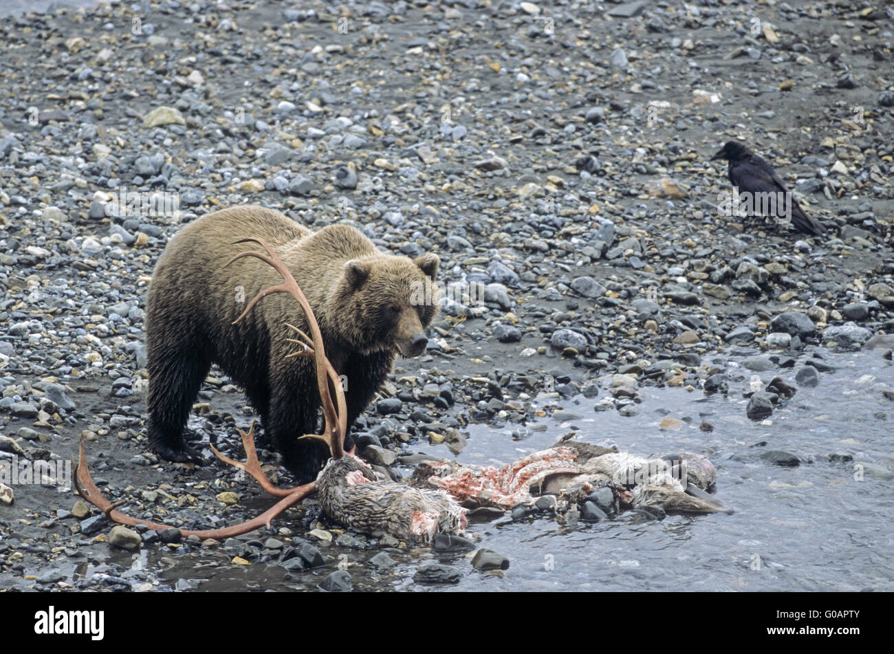 Orso grizzly stare vicino a un Caribou cadavere Foto Stock