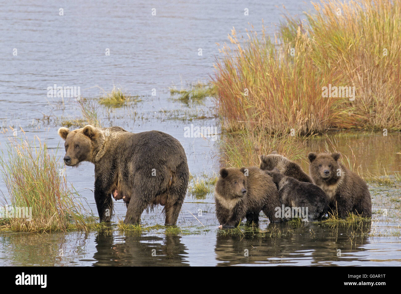 Orso grizzly seminare con quattro lupetti nel fiume Brooks Foto Stock