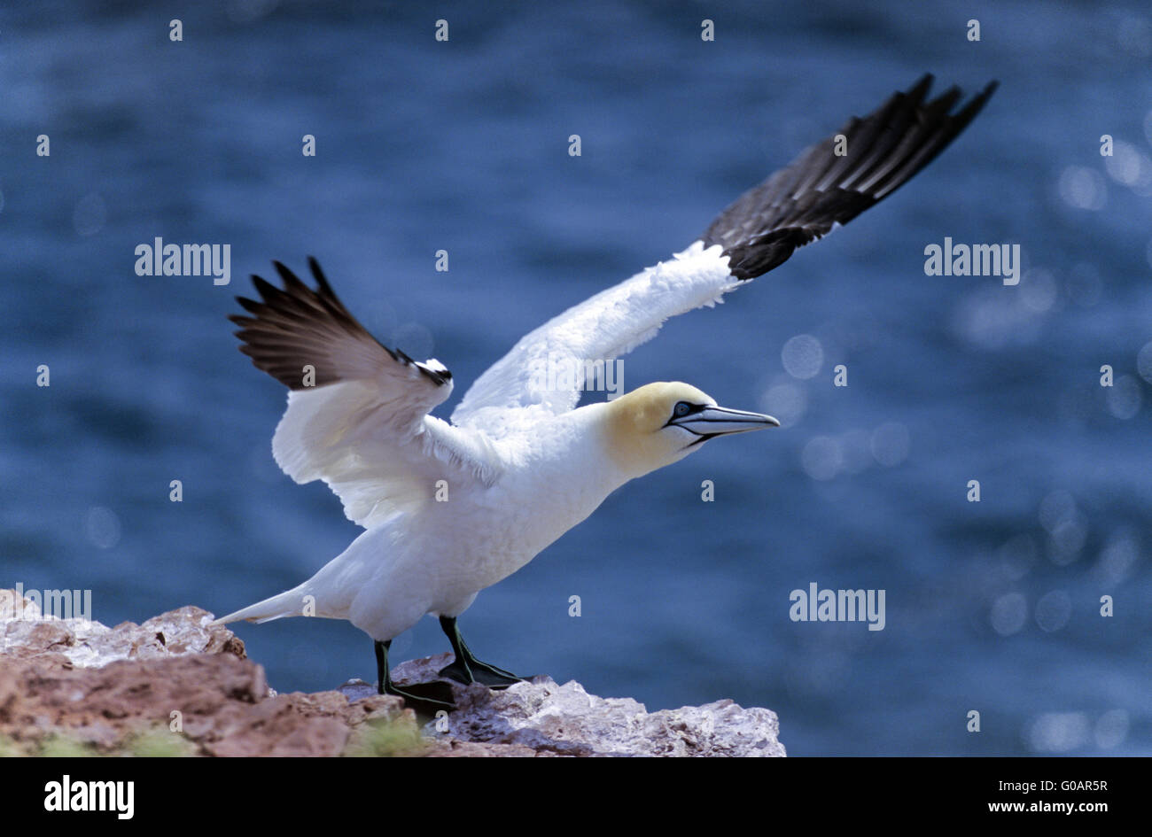 Northern Gannet siede flailing sul Red Rock Foto Stock