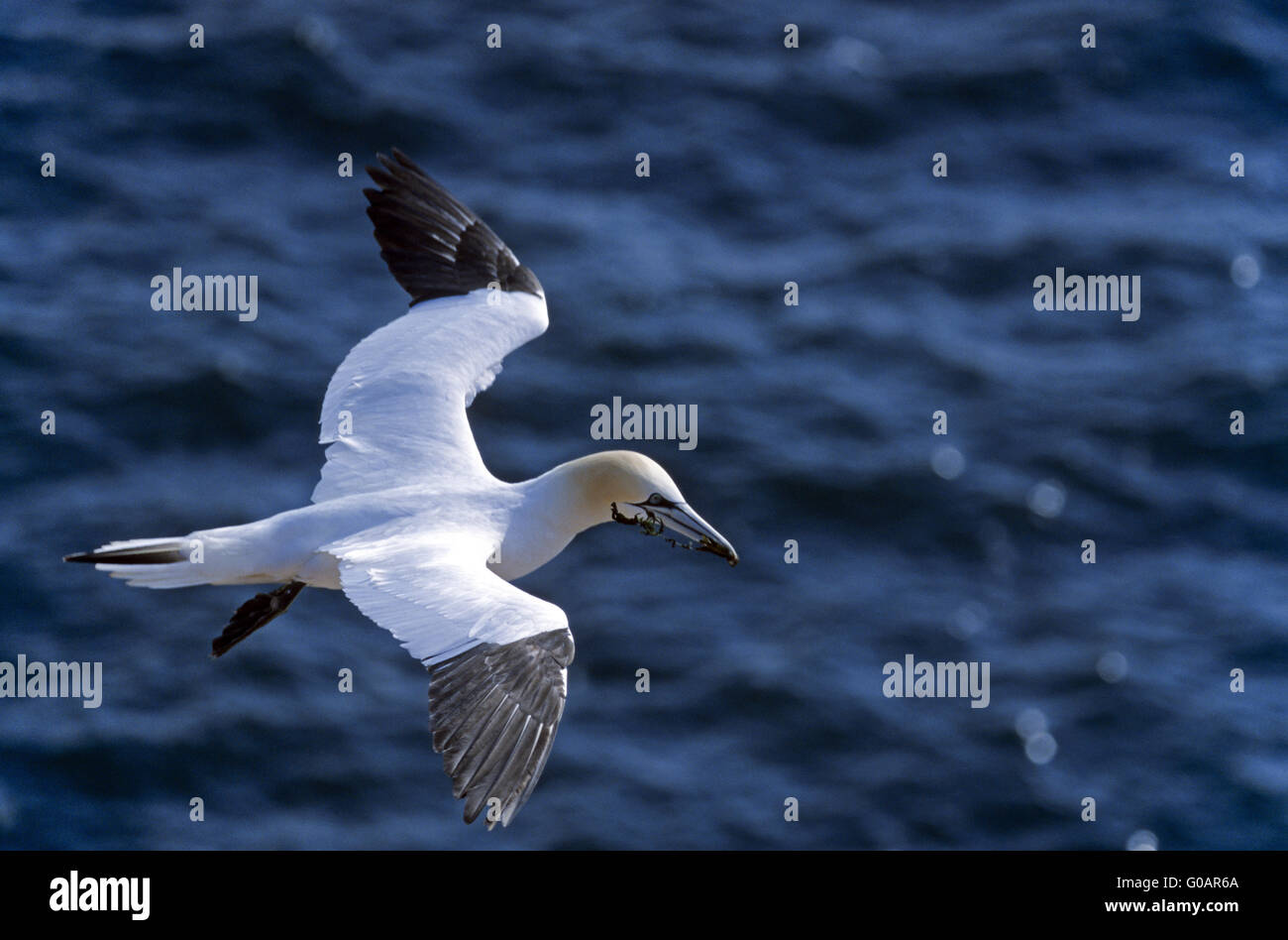 Northern Gannet uccello adulto in volo planato Foto Stock