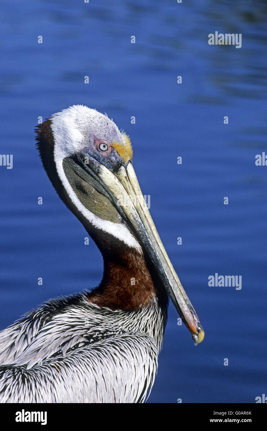 Brown Pelican ritratto in piumaggio di allevamento Foto Stock