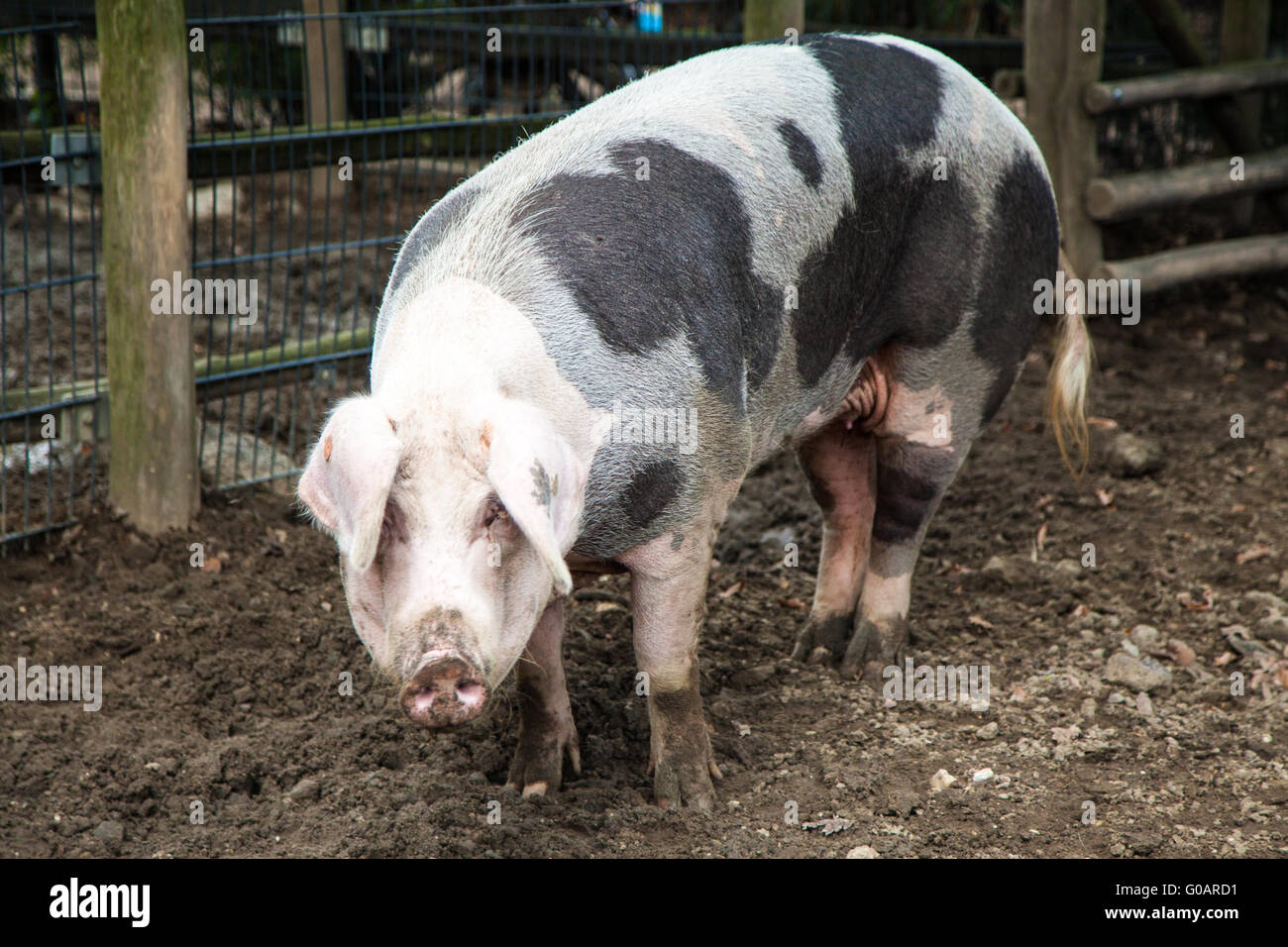 Maiale Foto Stock