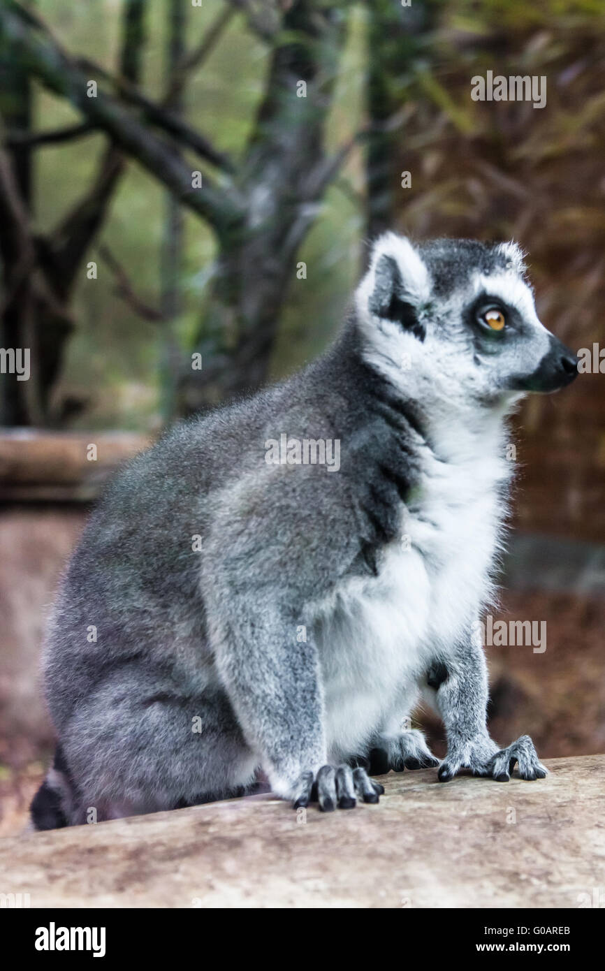 Anello-tailed lemur. Foto Stock