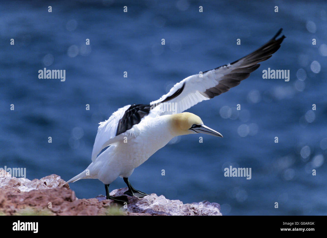 Northern Gannet flailing si siede su una roccia di uccelli Foto Stock