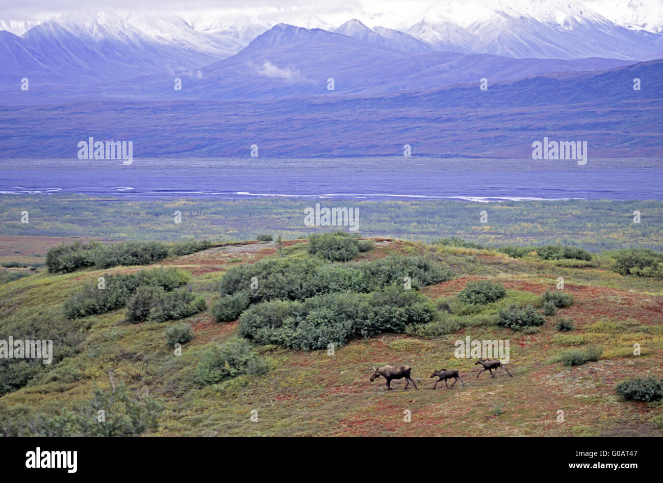 Mucca alci e croste nella tundra - (Alaska alci) Foto Stock