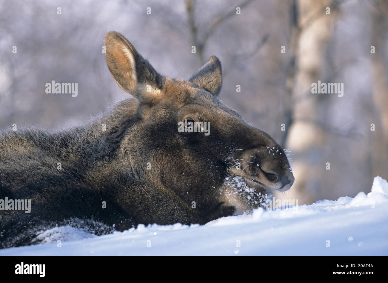 Alci in appoggio di vitello nella neve profonda - (Eurasian alci) Foto Stock