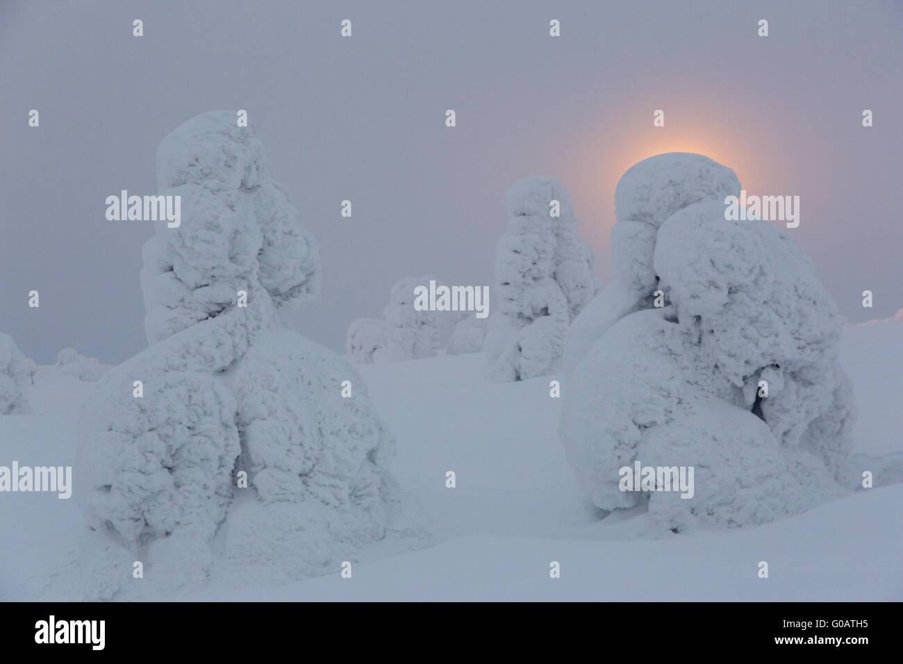Coperte di neve pino nella parte anteriore del faro, Foto Stock