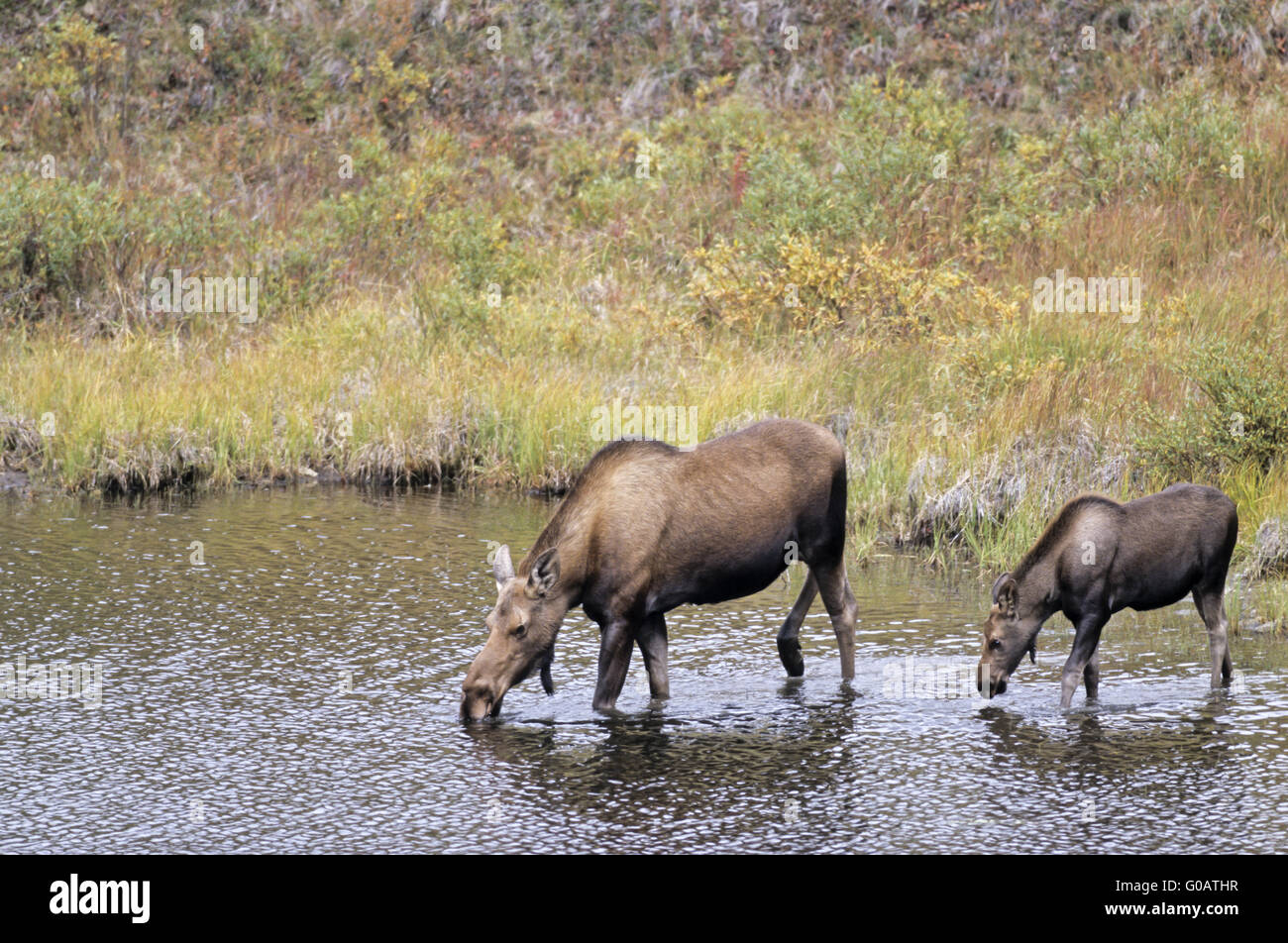 Alci vacca e vitello di acqua potabile in un lago tundra Foto Stock