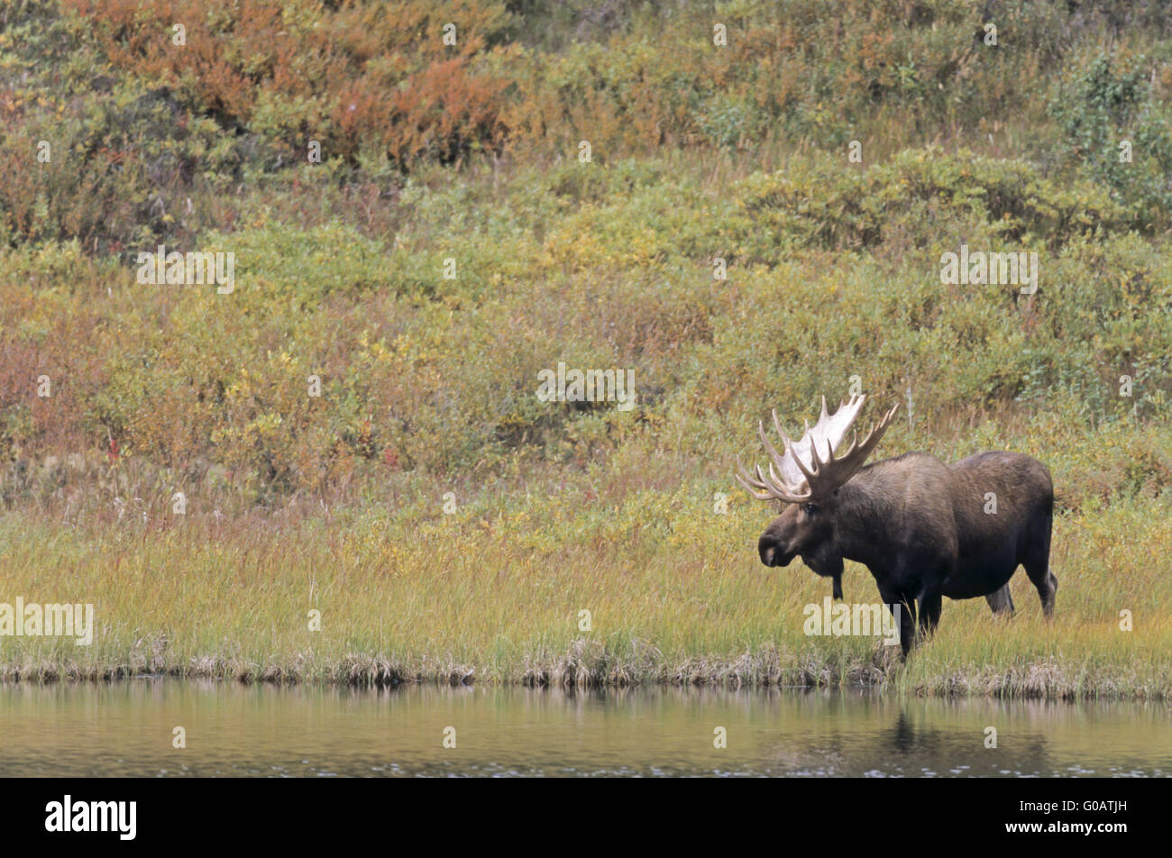 Bull alci in piedi accanto ad un laghetto nella tundra Foto Stock