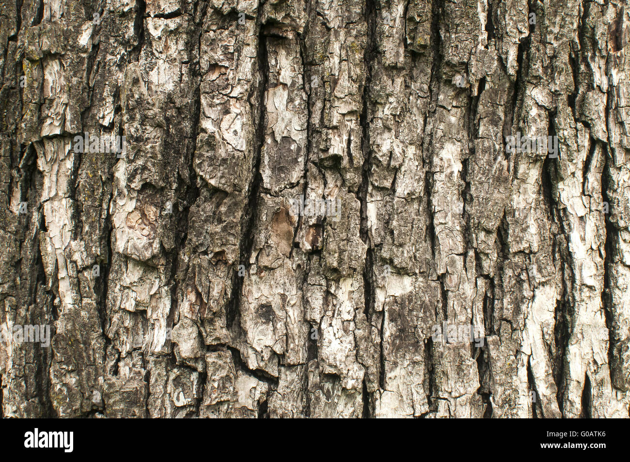 Vecchio weathered pera di corteccia di albero closeup come sfondo Foto Stock