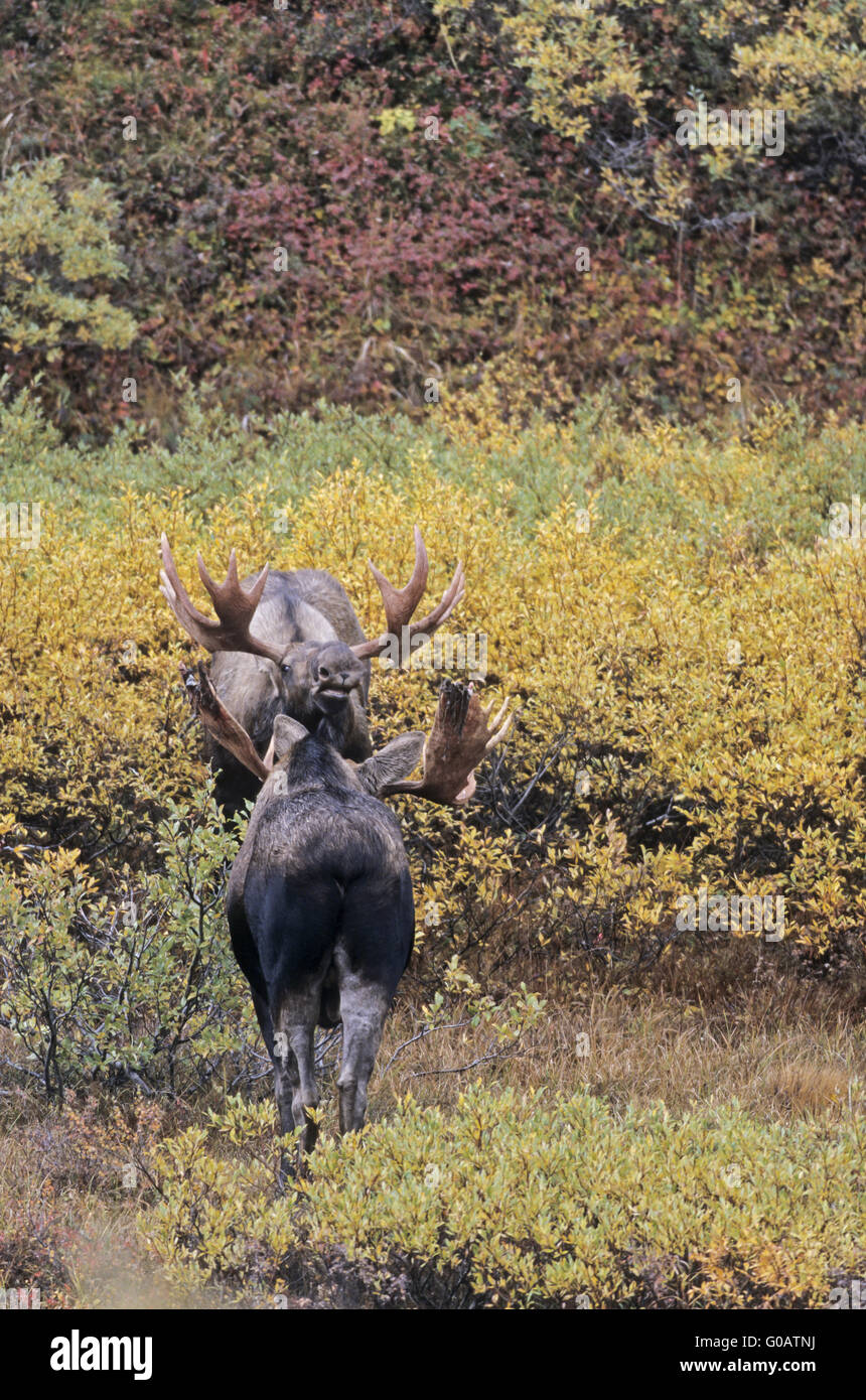Bull Moose scherzosamente combattimenti nella tundra Foto Stock