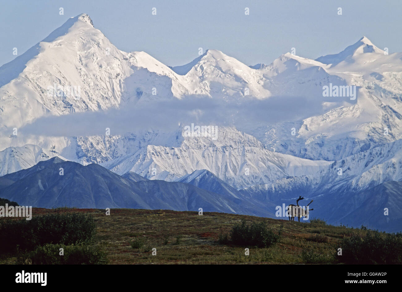 Bull Caribou Coffee Company in piedi di fronte a Monte Brooks Foto Stock