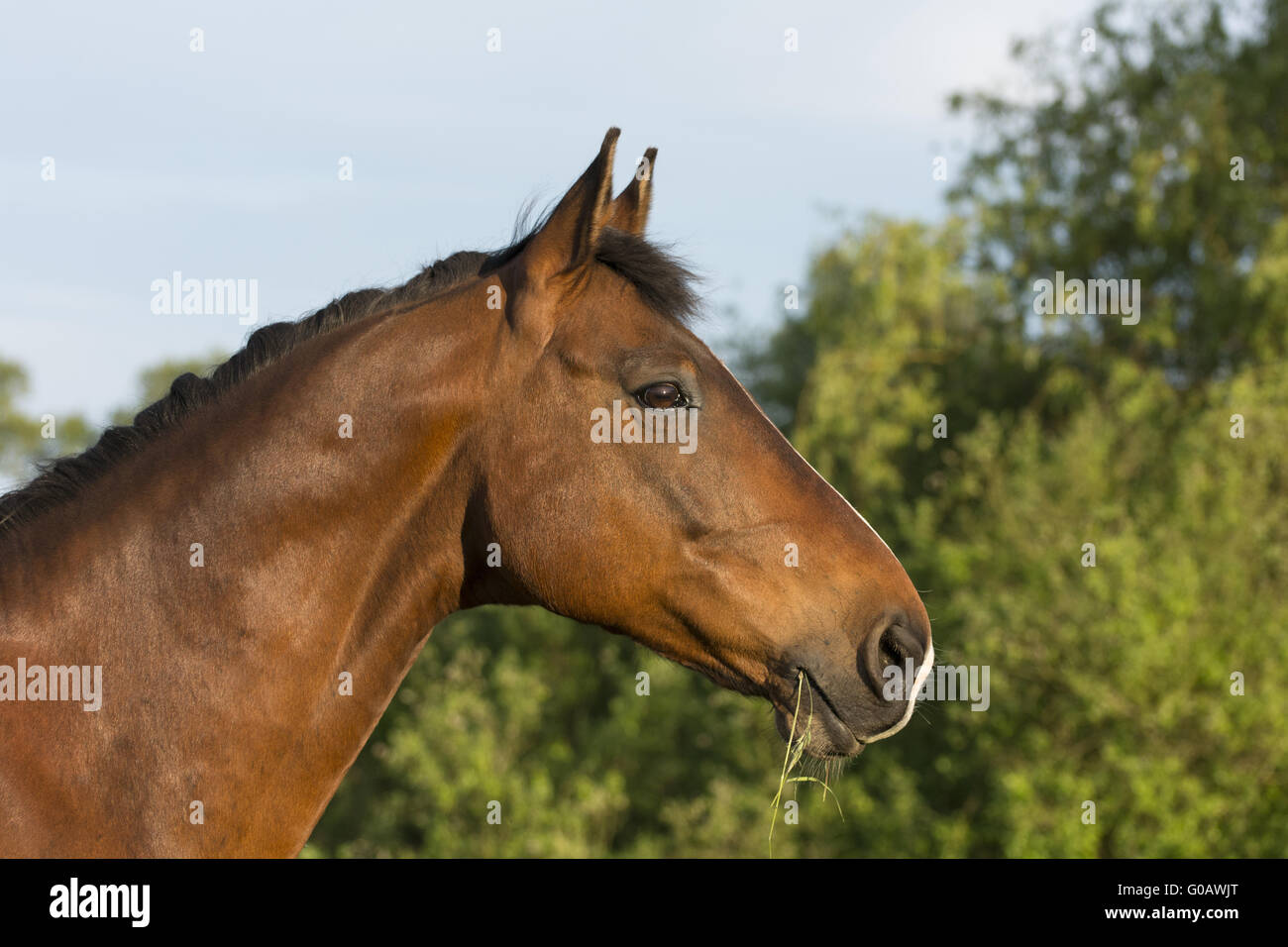 Brandenburger Cavallo Foto Stock