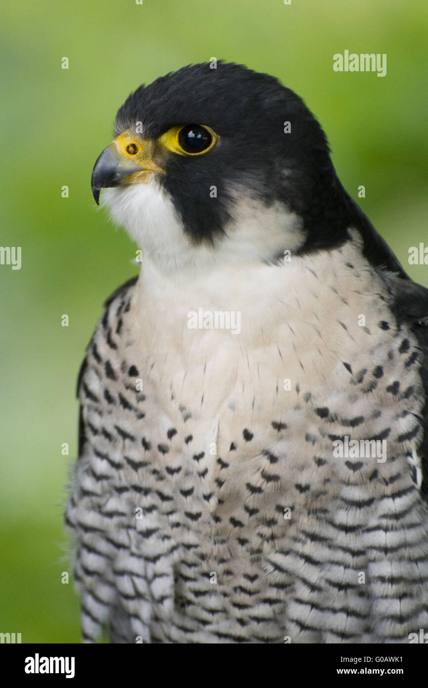 Falco pellegrino Foto Stock