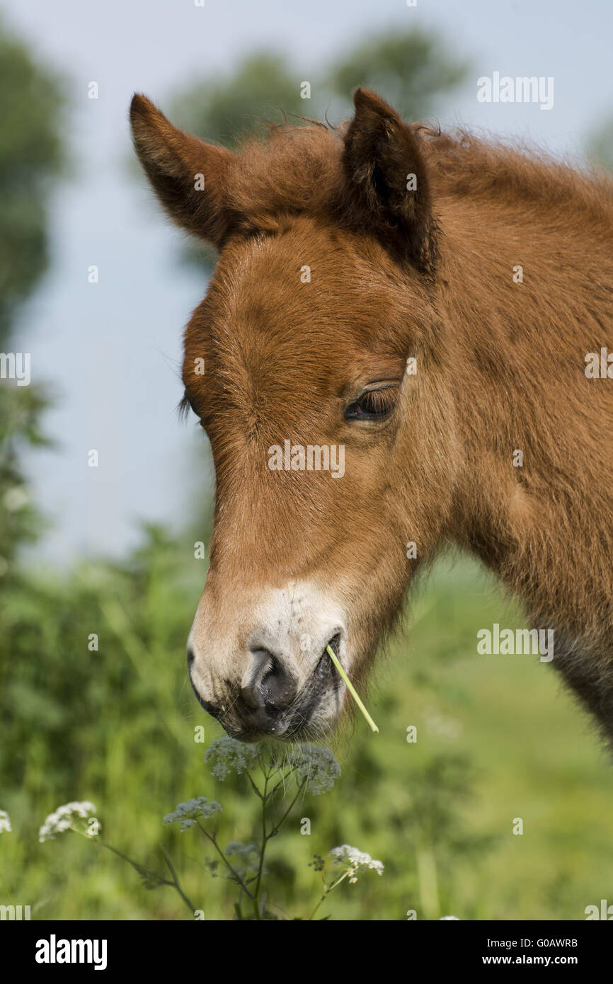 Cavallo islandese puledro Foto Stock