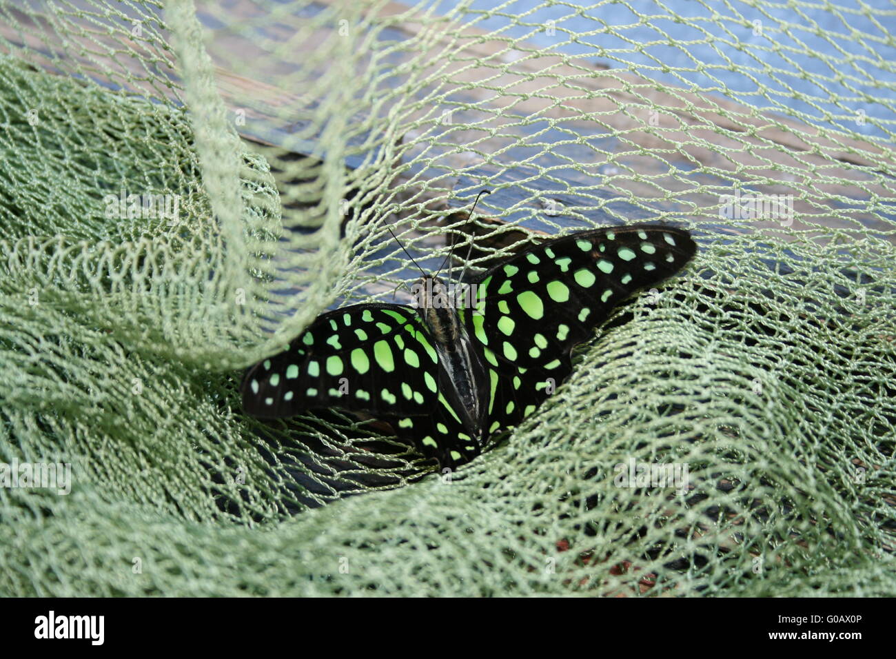 Farfalla colorata in green grid Foto Stock