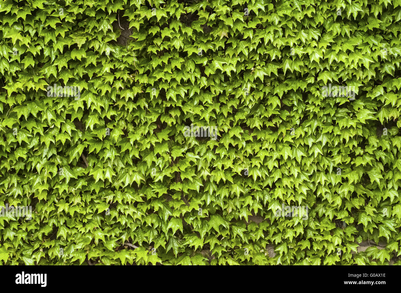 Verde di piante rampicanti sul muro di casa in primavera come b Foto Stock