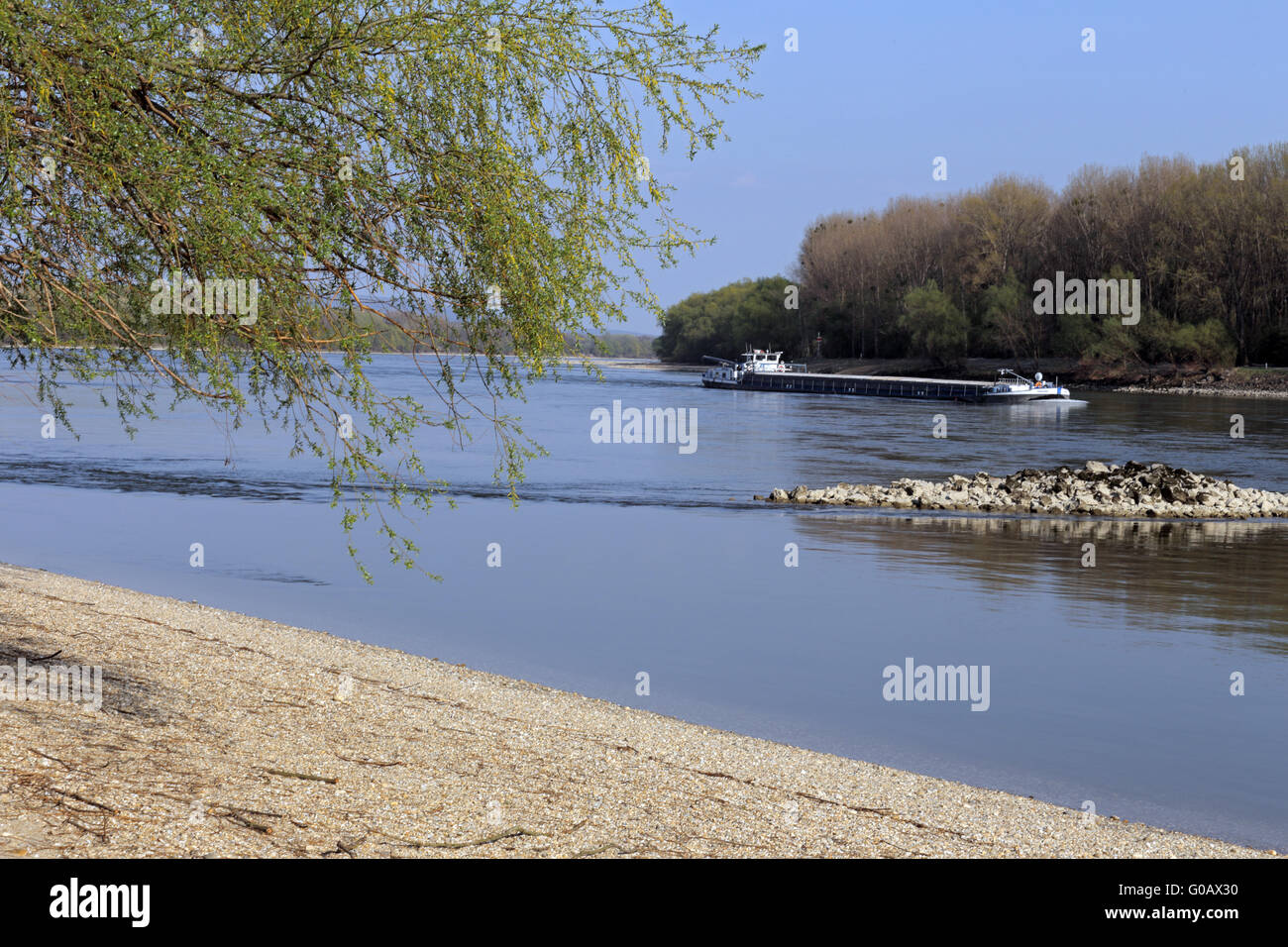 Danubio Floodplain Forest National Park, Austria Foto Stock