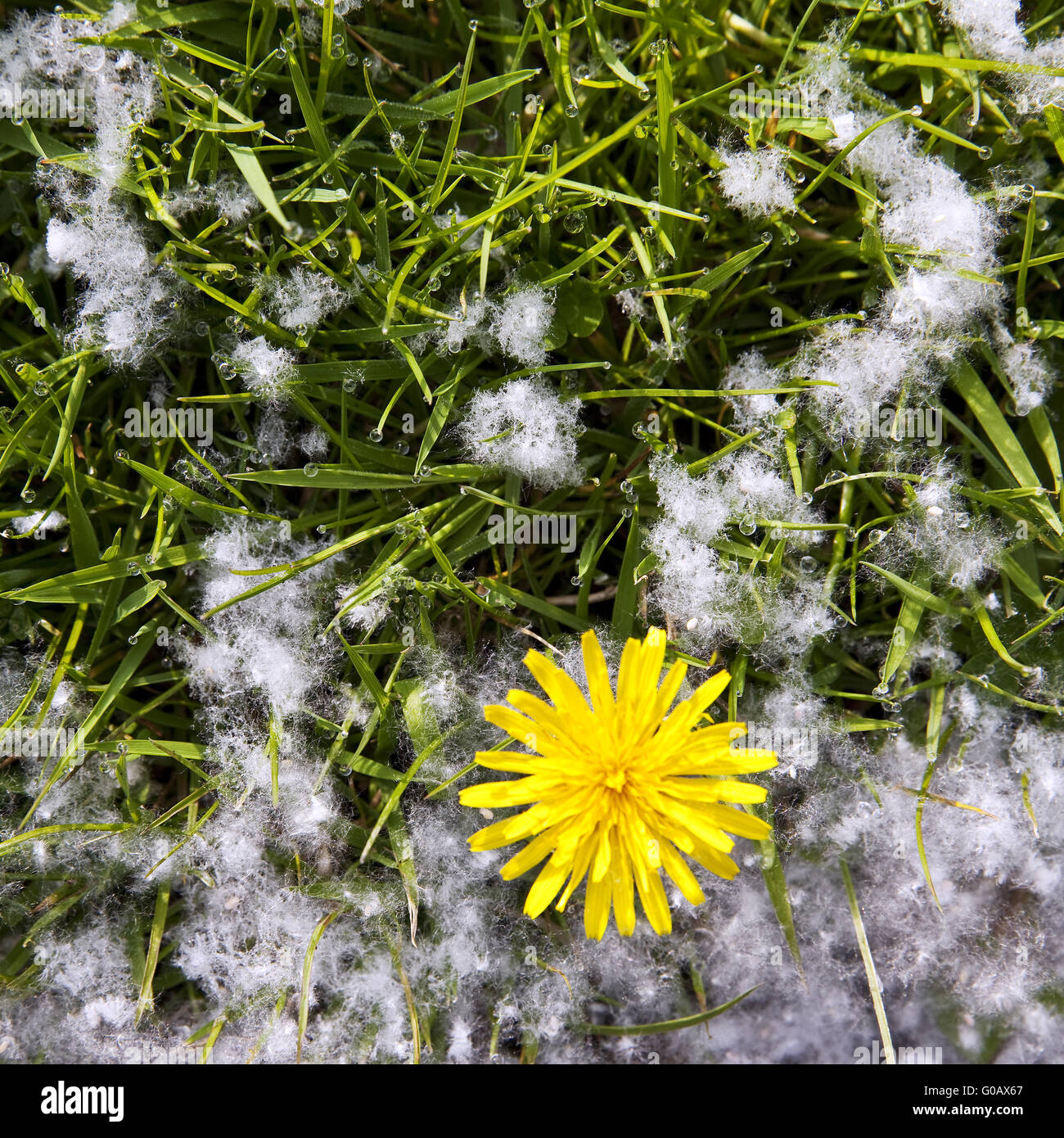 Aspen, Pioppo (Populus spec.), i semi in un prato Foto Stock