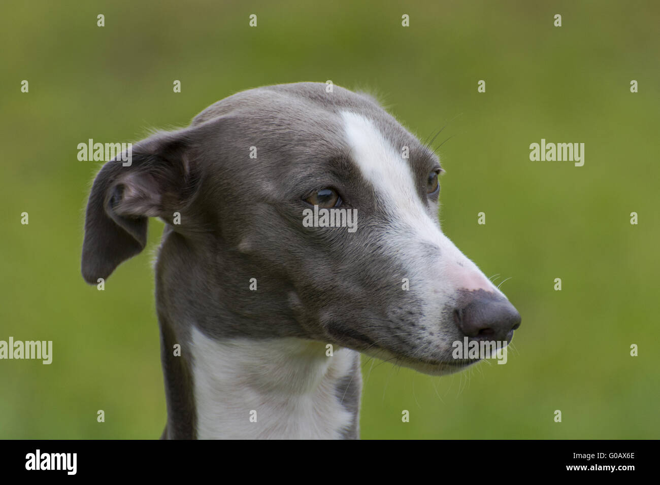 Whippet Foto Stock