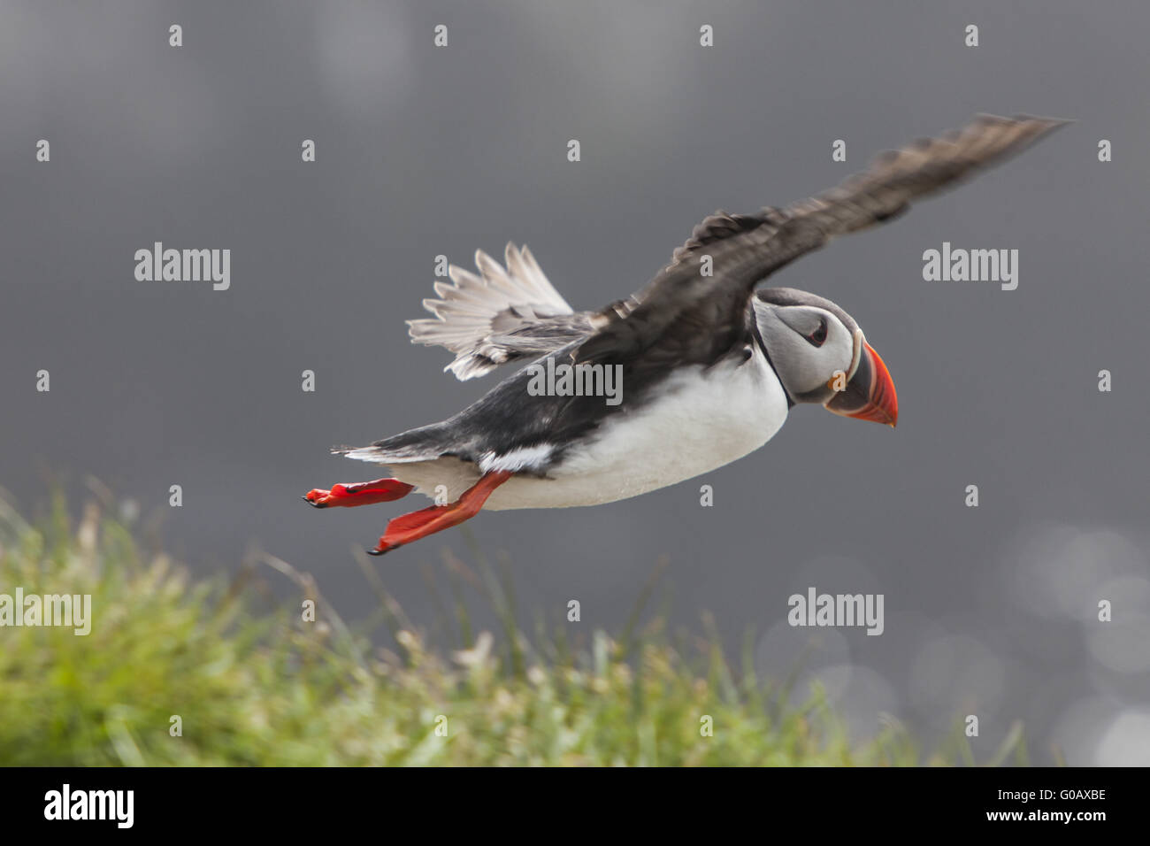 Flying Atlantic puffin (Fratercula arctica), Papey Foto Stock