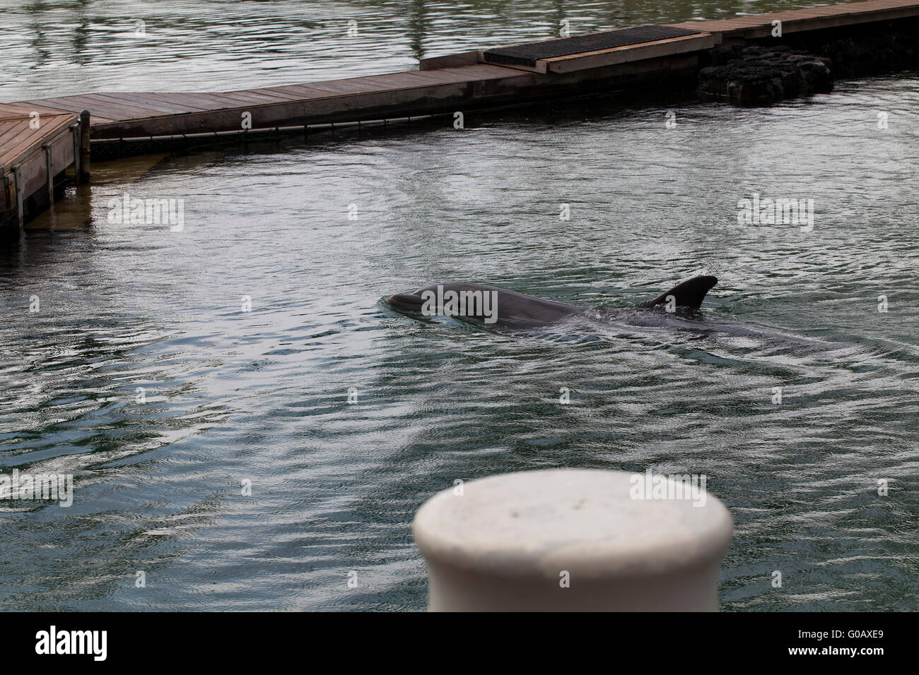 Nuoto con i delfini in superficie sotto la pioggia vicino al dock Foto Stock