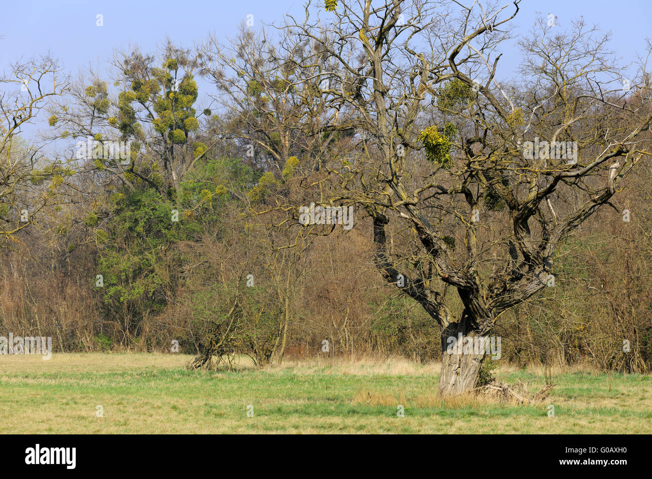 Danubio Floodplain Forest National Park, Austria Foto Stock