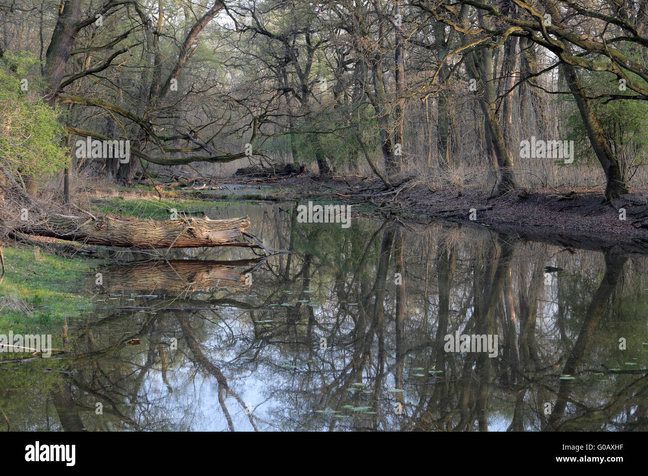Danubio Floodplain Forest National Park, Austria Foto Stock
