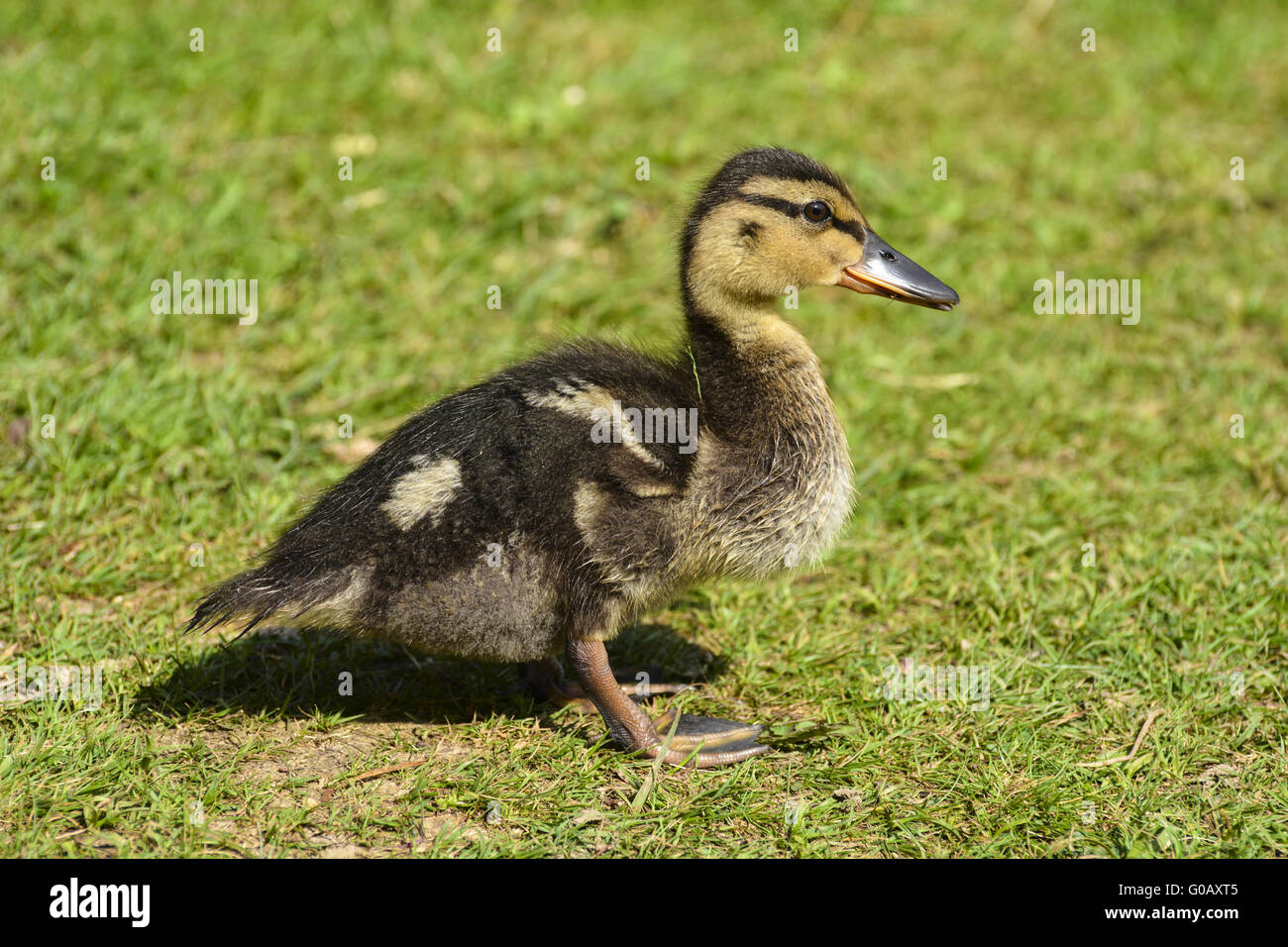 Pulcini del germano reale Foto Stock