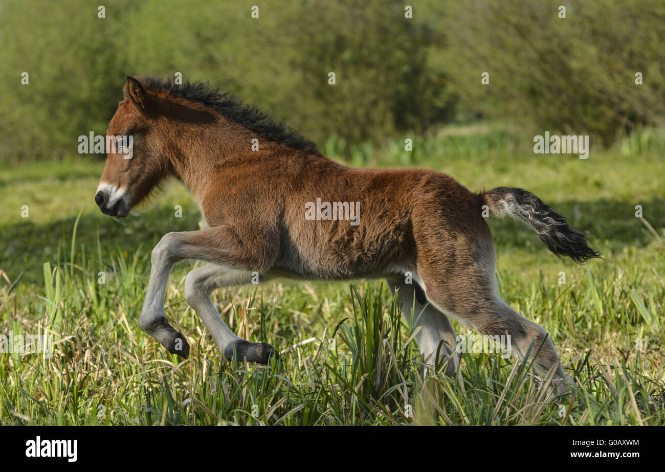 Cavallo islandese puledro Foto Stock