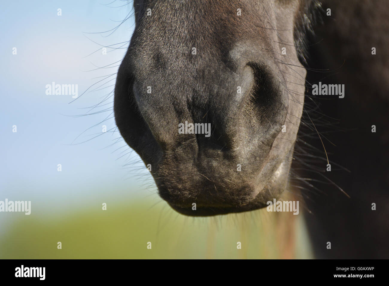 Il naso e la bocca di un cavallo Foto Stock