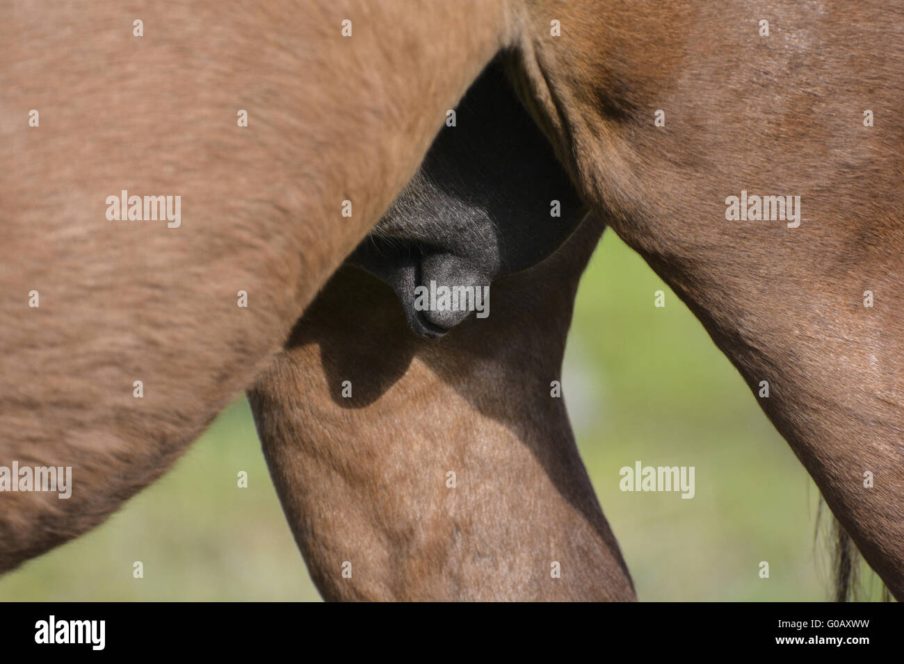 Mammella da un mare, a cavallo Foto Stock