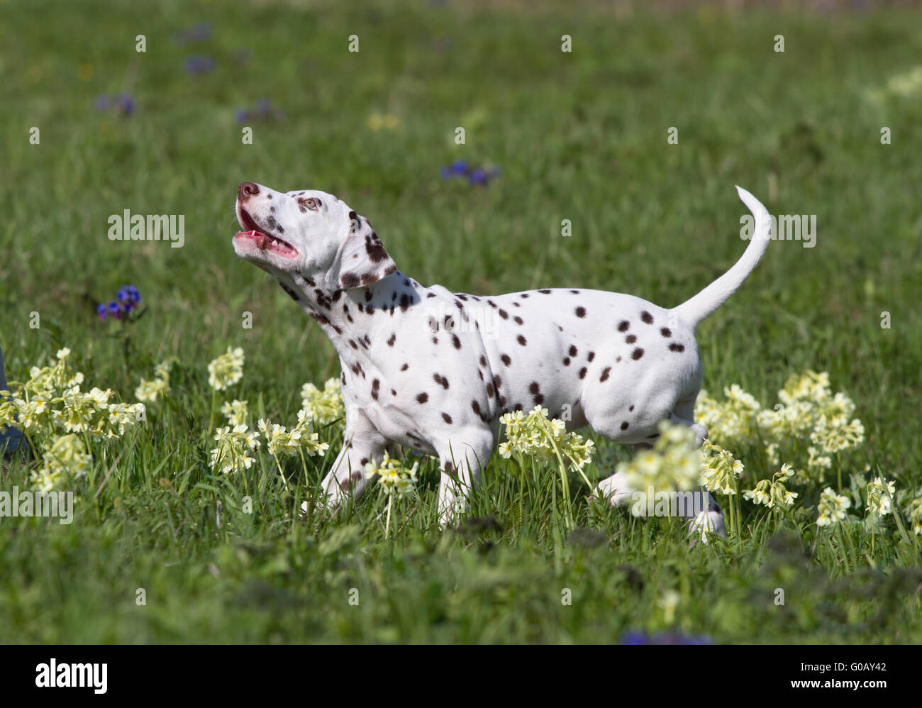 Di dalmata cucciolo di cane Foto Stock