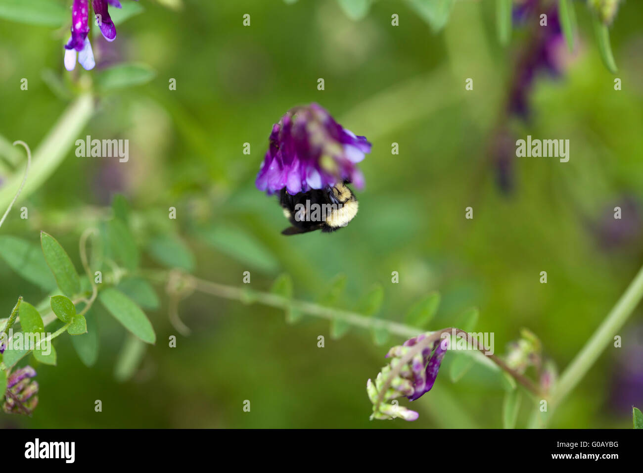 Grande Nero e Giallo Bee capovolto sul fiore viola Foto Stock