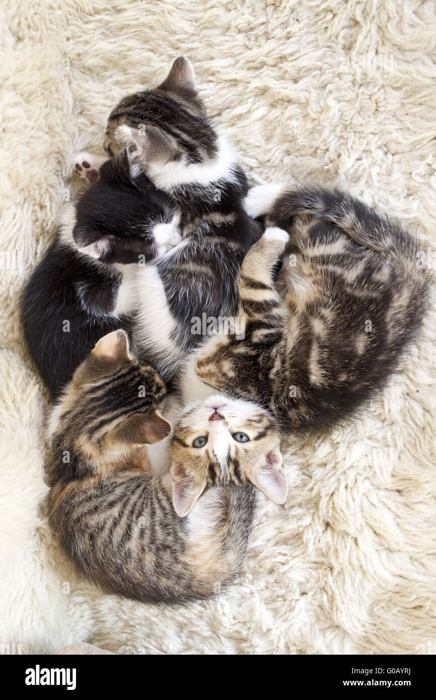 Quattro stanco gattino mettetevi comodi insieme a dormire Foto Stock