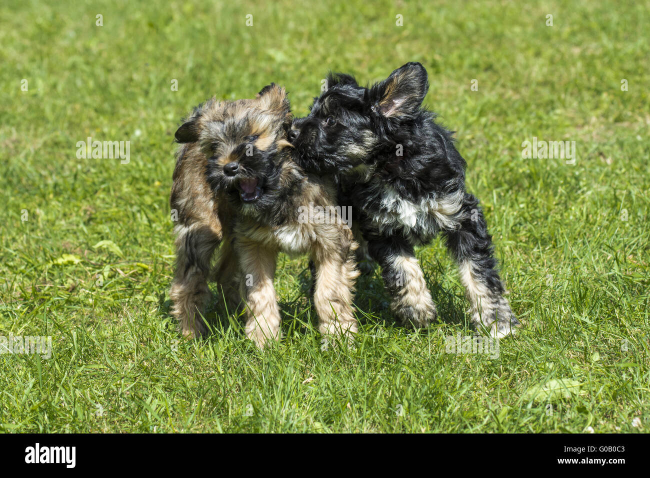 Tibetan Terrier cuccioli Foto Stock