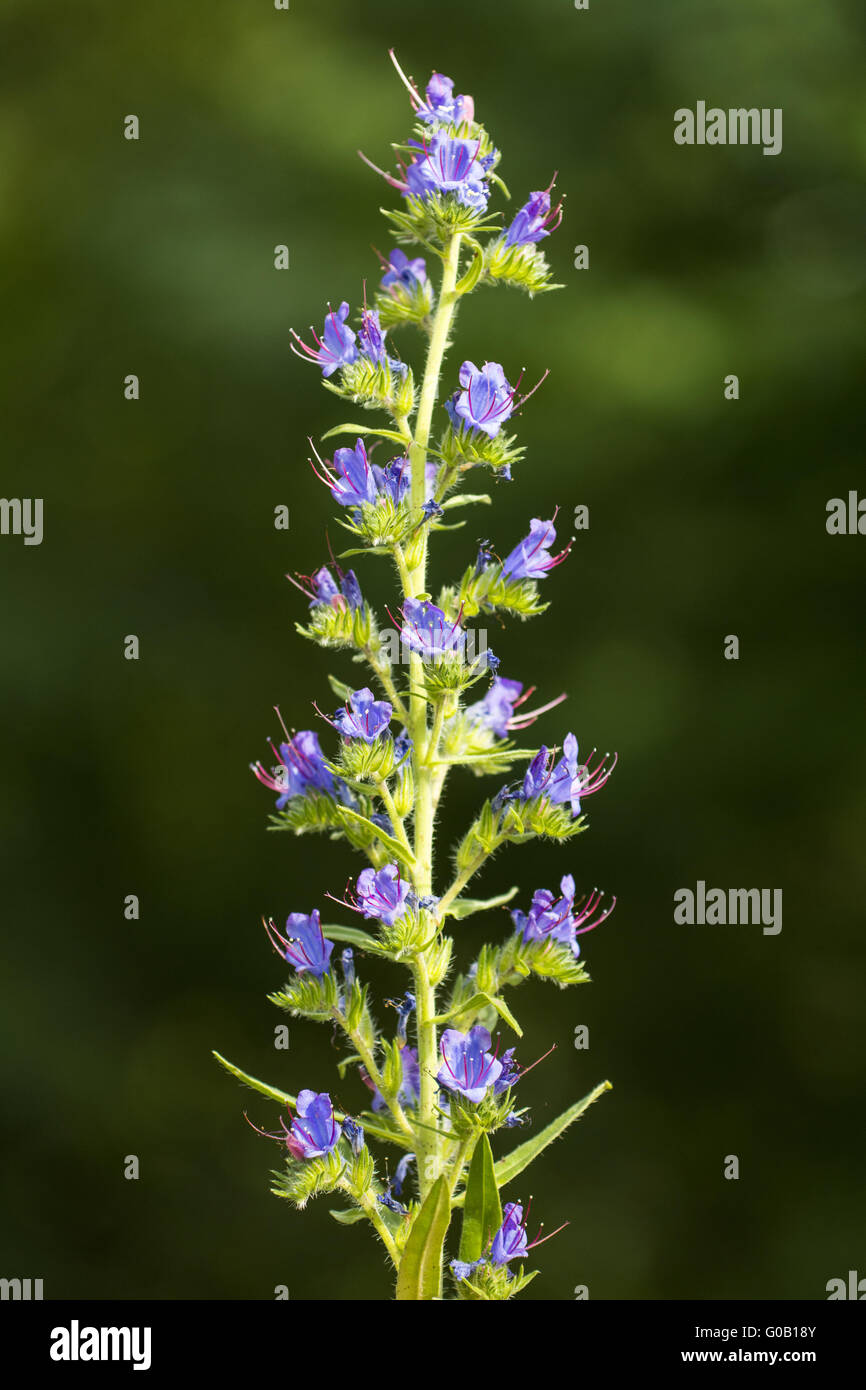 Bugloss vipere Foto Stock