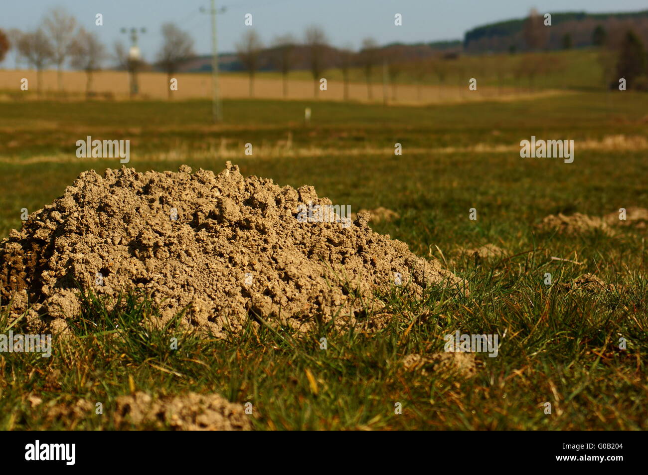 Campo in primavera con molehill Foto Stock