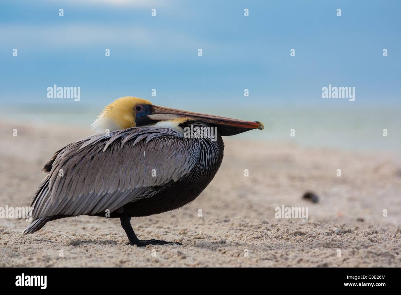 Close up di un pellicano in Florida su una spiaggia del golfo del Messico Foto Stock