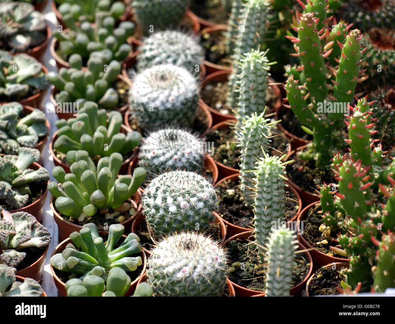 Cactus Foto Stock