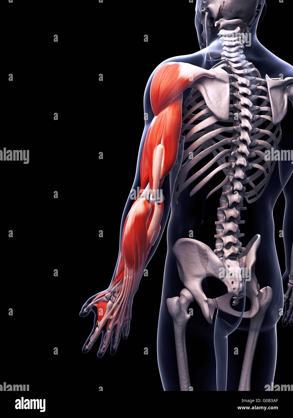 3d reso illustrazione della muscolatura del braccio Foto Stock