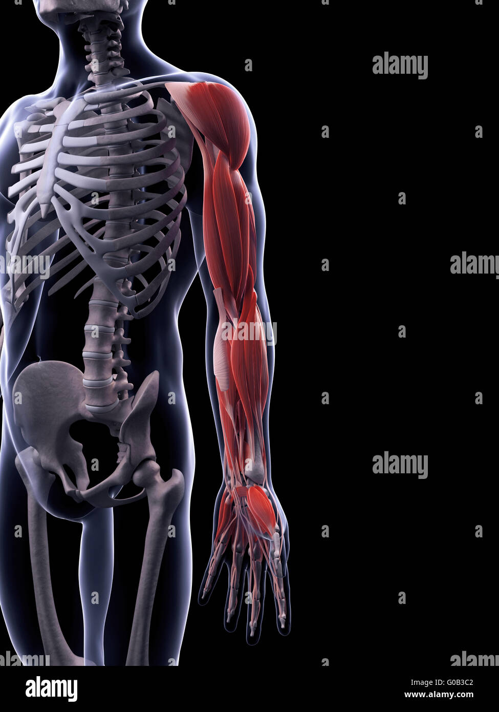 3d reso illustrazione della muscolatura del braccio Foto Stock