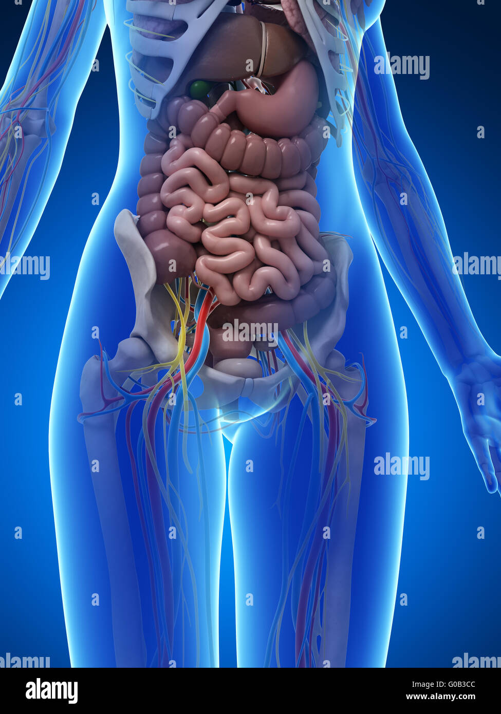 3d reso illustrazione dell'anatomia femminile Foto Stock