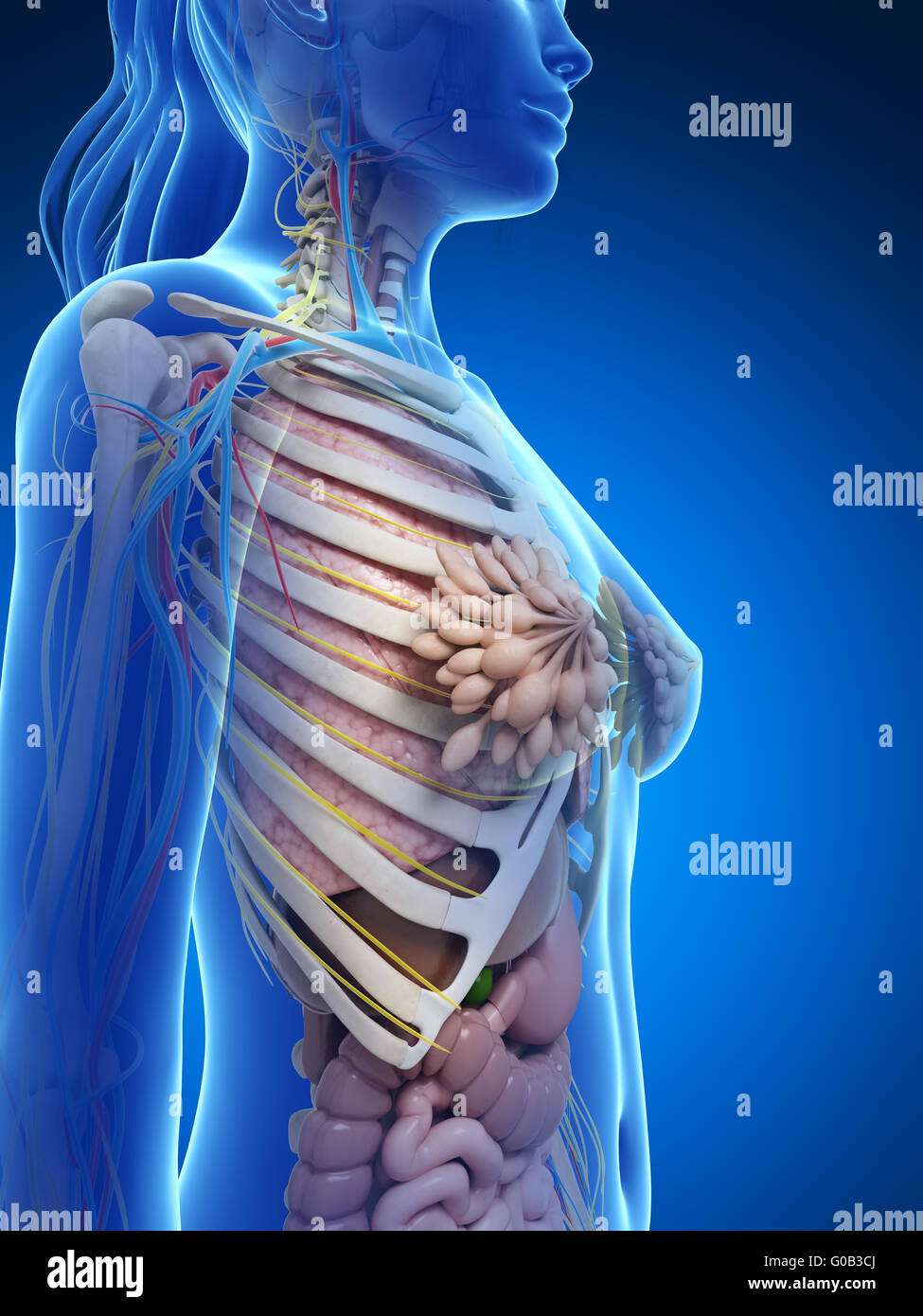 3d reso illustrazione dell'anatomia femminile Foto Stock