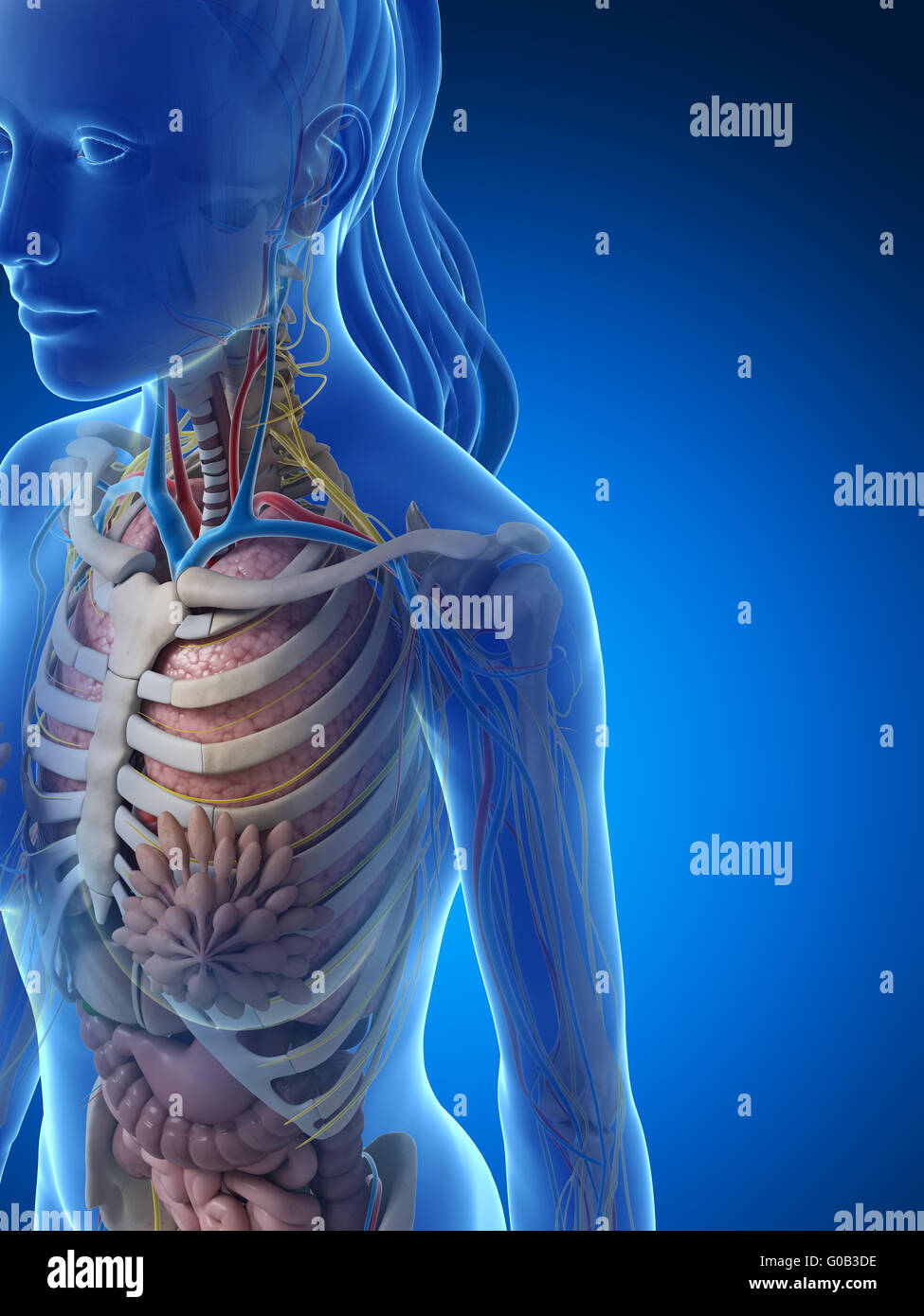 3d reso illustrazione dell'anatomia femminile Foto Stock