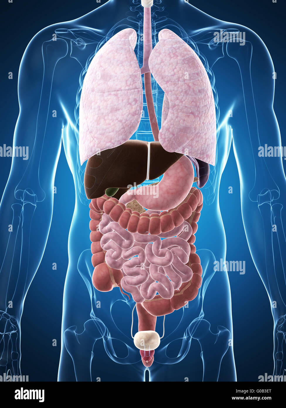 3d reso illustrazione dell'anatomia umana Foto Stock